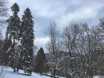 Trees on snow covered landscape against sky