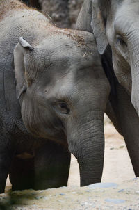 Close-up of elephant in zoo