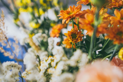 Close-up of orange flowering plant