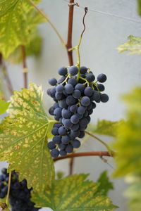 Close-up of grapes growing in vineyard