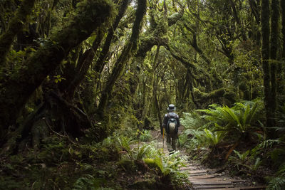 Rear view of man walking on footpath in forest