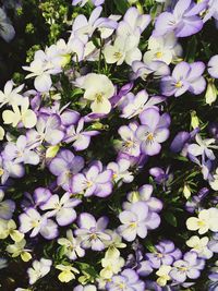 Close-up of purple flowers blooming outdoors