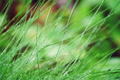 Close-up of fresh green plants in water