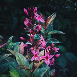 Close-up of pink flowering plant
