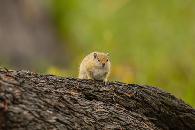 Squirrel on tree trunk