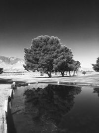 Reflection of trees in water