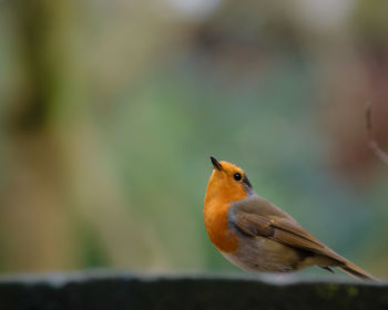 Close-up of bird perching outdoors