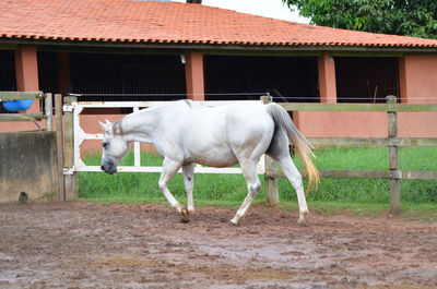 Horse standing in ranch