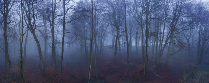 Bare trees in forest during foggy weather