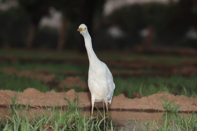 Bird perching on a field