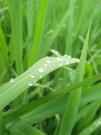 Close-up of raindrops on grass