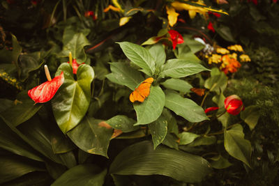 High angle view of red flowering plants