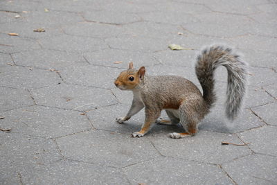 Squirrel in new york 