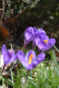 Close-up of purple crocus flowers on field