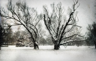 Bare trees on snow covered field