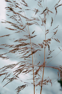 Low angle view of stalks against sky