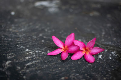 High angle view of pink flowering plant