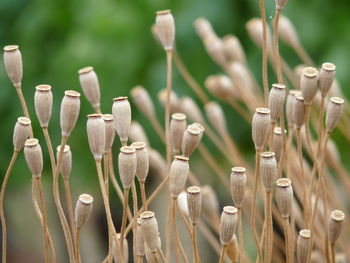 Close-up of plants