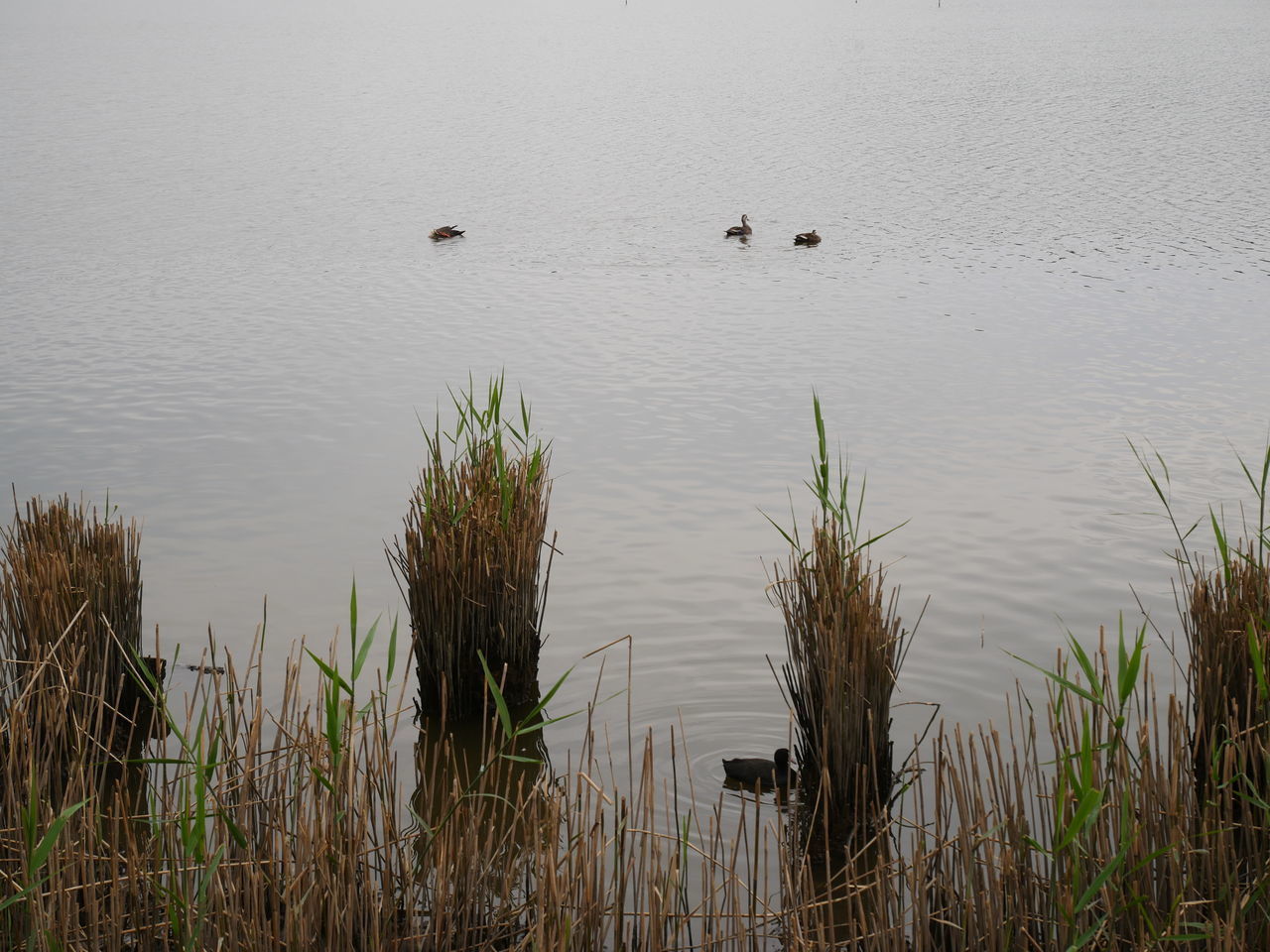 HIGH ANGLE VIEW OF BIRDS IN LAKE