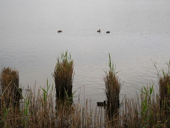 High angle view of birds swimming in lake