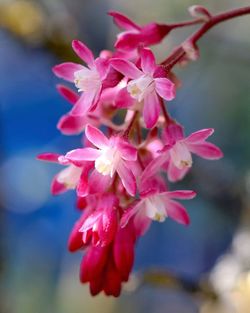 Close-up of pink flowers