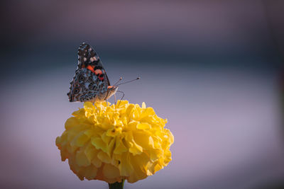 Close-up of butterfly pollinating on flower