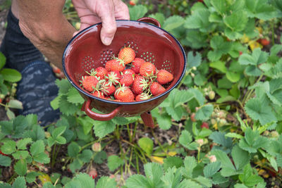Man picks strawberries in his palm, a summer harvest of berries, fruit picking,