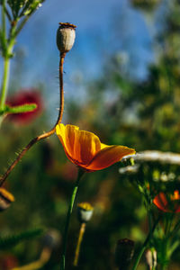 Close-up of yellow flowering plant