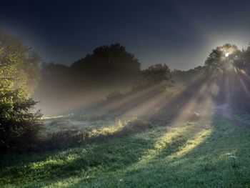 Low angle view of sunlight streaming through trees