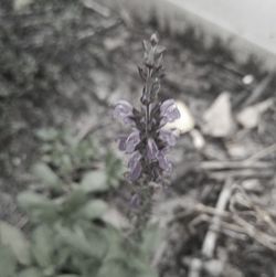 Close-up of purple flowers