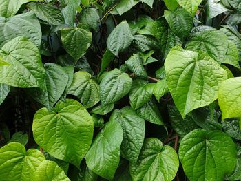 Full frame shot of fresh green leaves