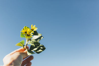 Hand holding yellow flowering plant against clear blue sky