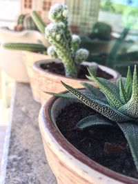 Close-up of succulent plant in pot