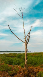 Dead tree on field against sky