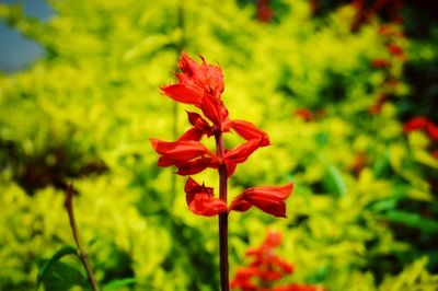 Close-up of red flowering plant