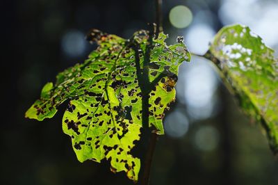 Close-up of fresh green leaves