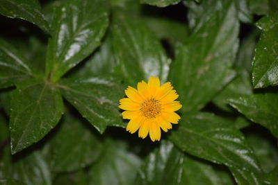 Close-up of yellow flower blooming outdoors