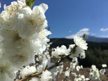 Close-up of white flowers against sky