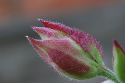 Close-up of pink rose bud