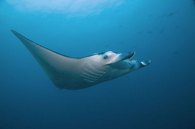 Manta passing underwater