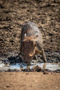 Common warthog bends to drink from waterhole