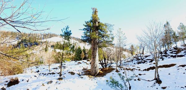 Trees on snow covered field against sky