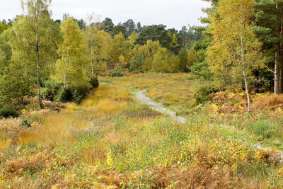 View of trees in forest