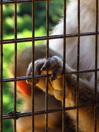 Close-up of monkey in cage at zoo