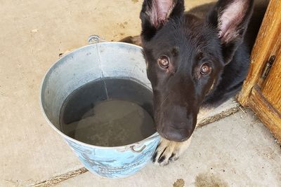 High angle view of dog drinking water