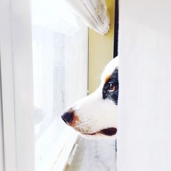 Close-up of dog looking through window