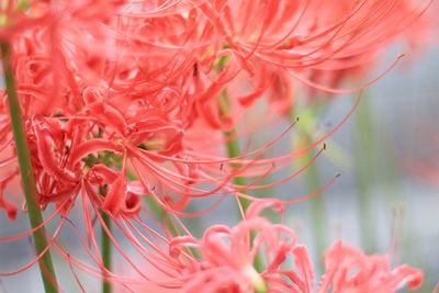 Close-up of red flowering plant