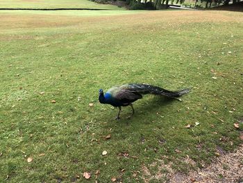 High angle view of bird on field