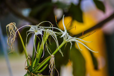 Close-up of yellow flowering plant