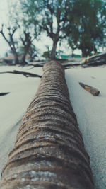 Close-up of tree trunk